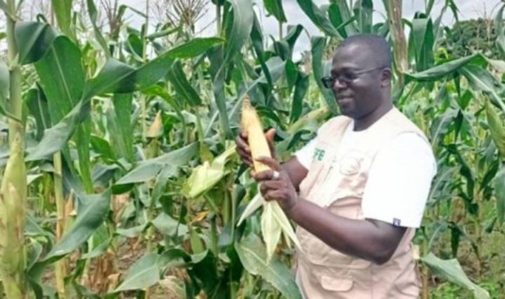 Nouvelles Formulations d'Engrais pour Riz et Maïs Nouvelles Formulations d'Engrais pour Riz et Maïs