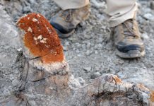 Lichens Orange Facilitent la Découverte d’Os de Dinosaures Lichens Orange Facilitent la Découverte d'Os de Dinosaures