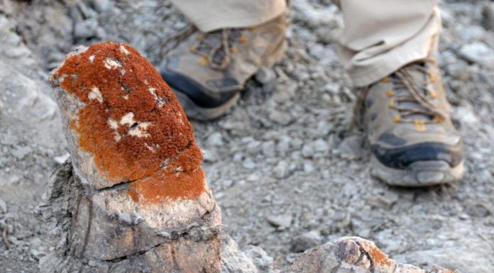 Lichens Orange Facilitent la Découverte d’Os de Dinosaures Lichens Orange Facilitent la Découverte d'Os de Dinosaures
