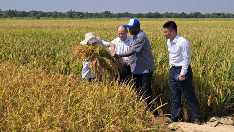 Fête de la Récolte Chine-Burkina Faso 2025 et Autosuffisance Fête de la Récolte Chine-Burkina Faso 2025 et Autosuffisance
