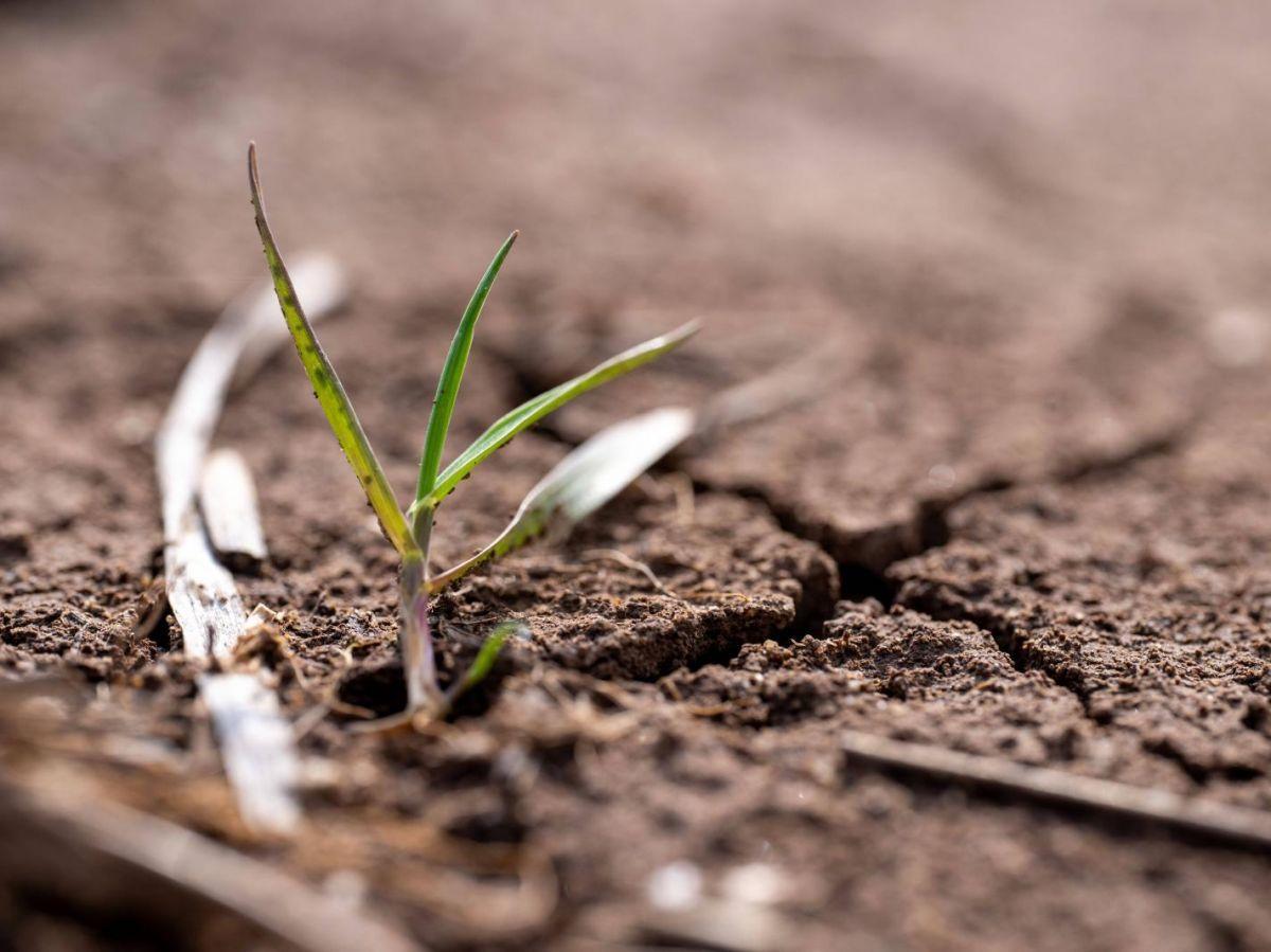 Microbiote du sol et adaptation des plantes aux sécheresses Microbiote du sol et adaptation des plantes aux sécheresses