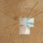 Micro-algues Préservent Araignées Fossiles Aix-en-Provence Micro-algues Préservent Araignées Fossiles Aix-en-Provence