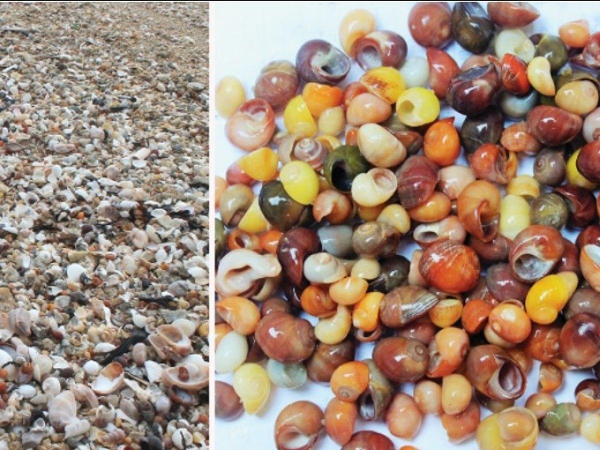 Le plus ancien atelier de parures de coquillages Le plus ancien atelier de parures de coquillages