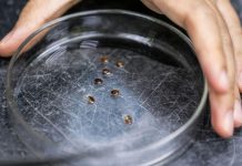 Punaises de lit transformées en détectives par des scientifiques Punaises de lit transformées en détectives par des scientifiques