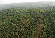 ForêTs Africaines: Fin du RôLe de Puits de Carbone ForêTs Africaines: Fin du RôLe de Puits de Carbone