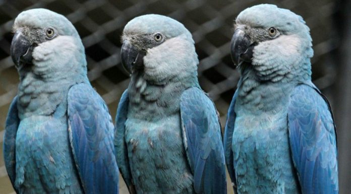 Virus Menace Les Derniers Aras De Spix Sauvages Virus Menace Les Derniers Aras De Spix Sauvages