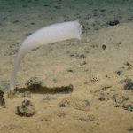 Chute de 37% des Animaux Marins en Zone Minière Chute de 37% des Animaux Marins en Zone Minière