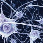 Ralentir la neurodégénérescence grâce à la lumière Ralentir la neurodégénérescence grâce à la lumière