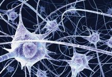 Ralentir la neurodégénérescence grâce à la lumière Ralentir la neurodégénérescence grâce à la lumière