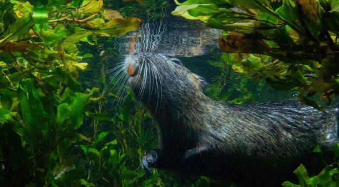 Apparition de l’Audition et de l’Odorat chez Mammifères Apparition de l'Audition et de l'Odorat chez Mammifères