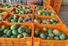 Rose Éclat lance le projet Green Mango for better life Rose Éclat lance le projet Green Mango for better life