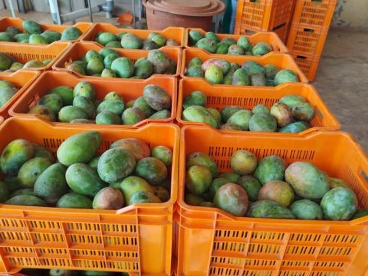 Rose Éclat lance le projet Green Mango for better life Rose Éclat lance le projet Green Mango for better life