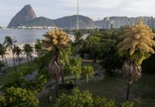 Palmiers Fleurissent Puis Meurent à Rio de Janeiro Palmiers Fleurissent Puis Meurent à Rio de Janeiro
