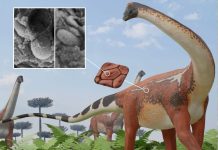 Sauropodes: Dinosaures Géants aux Couleurs Variées Sauropodes: Dinosaures Géants aux Couleurs Variées