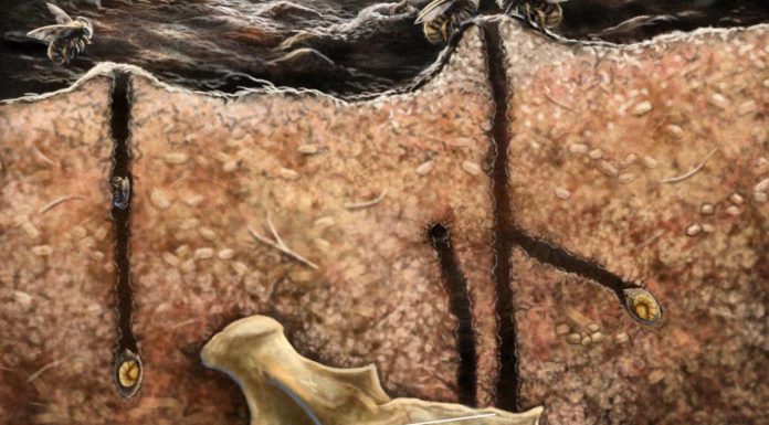 Abeilles Nichant Dans Fossiles, Comportement Inédit Abeilles Nichant Dans Fossiles, Comportement Inédit