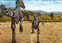 Dinosaure Mongol Vitesse Comparable à Usain Bolt Dinosaure Mongol Vitesse Comparable à Usain Bolt