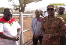 Burkina Accueille 710 Vaches Gestantes du Brésil Burkina Accueille 710 Vaches Gestantes du Brésil