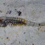 Espèces marines ayant survécu à l’extinction de masse Espèces marines ayant survécu à l'extinction de masse