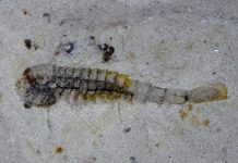 Espèces marines ayant survécu à l’extinction de masse Espèces marines ayant survécu à l'extinction de masse