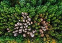 La Forêt Doit Se Réinventer Face Aux Maladies La Forêt Doit Se Réinventer Face Aux Maladies