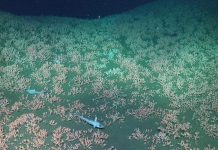 Merveilles Sous-Marines Argentines: Récifs et Créatures Merveilles Sous-Marines Argentines: Récifs et Créatures