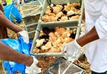 Gaoua Saisit Plus de 6 000 Poussins Importés Frauduleusement Gaoua Saisit Plus de 6 000 Poussins Importés Frauduleusement
