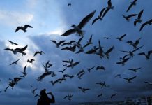 Bruit et Impact sur la Reproduction des Oiseaux Bruit et Impact sur la Reproduction des Oiseaux