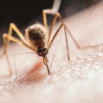 Baisse de 48% des décès par paludisme en 2025 Baisse de 48% des décès par paludisme en 2025