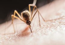 Baisse de 48% des décès par paludisme en 2025 Baisse de 48% des décès par paludisme en 2025