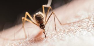 Baisse de 48% des décès par paludisme en 2025 Baisse de 48% des décès par paludisme en 2025