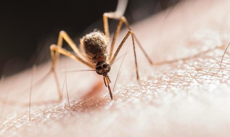 Baisse de 48% des décès par paludisme en 2025 Baisse de 48% des décès par paludisme en 2025