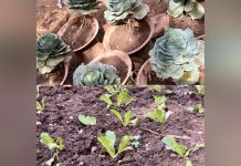 L’École Comme Champ de Bataille de l’Agroécologie L'École Comme Champ de Bataille de l'Agroécologie