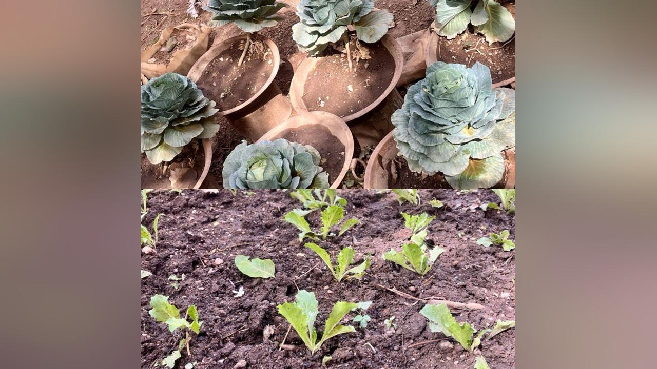 L'École Comme Champ de Bataille de l'Agroécologie L'École Comme Champ de Bataille de l'Agroécologie