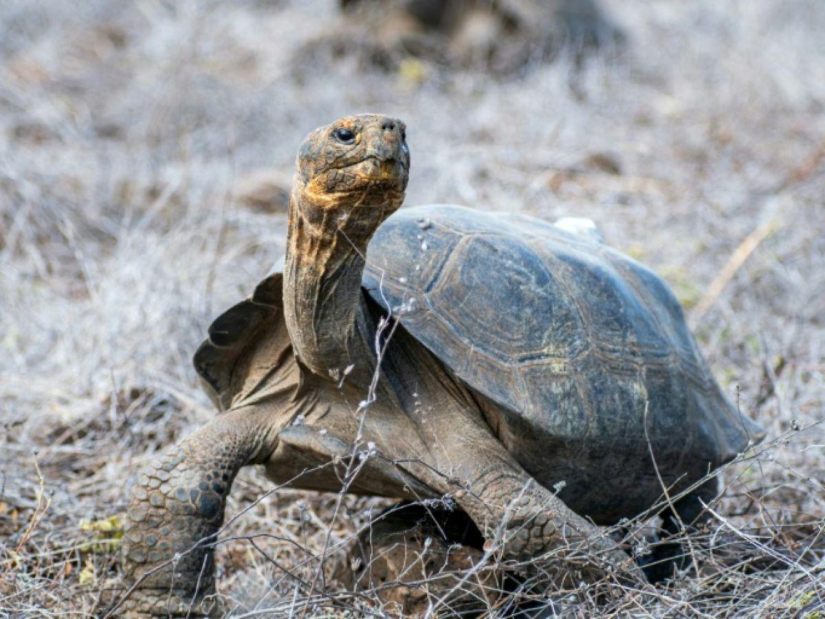 Réintroduction de 150 tortues aux Galapagos Réintroduction de 150 tortues aux Galapagos