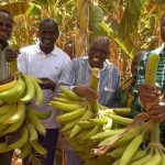 Banane plantain au Une cinquième récolte dans le Guiriko Banane plantain au Une cinquième récolte dans le Guiriko