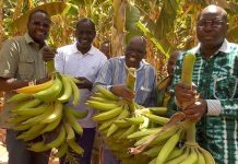 Banane plantain au Une cinquième récolte dans le Guiriko Banane plantain au Une cinquième récolte dans le Guiriko