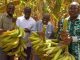 Banane plantain au Une cinquième récolte dans le Guiriko Banane plantain au Une cinquième récolte dans le Guiriko