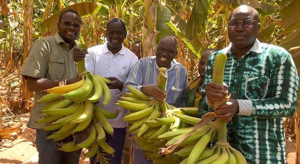 Banane plantain au Une cinquième récolte dans le Guiriko Banane plantain au Une cinquième récolte dans le Guiriko