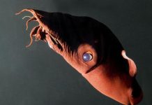 Génome Du Vampire Des Abysses Éclaire Origine Des Pieuvres Génome Du Vampire Des Abysses Éclaire Origine Des Pieuvres