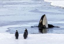 Changement Climatique Menace Les Manchots Empereurs Changement Climatique Menace Les Manchots Empereurs