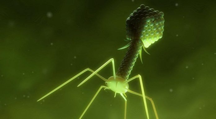 Un Virus Créé Contre l’Antibiorésistance Un Virus Créé Contre l'Antibiorésistance