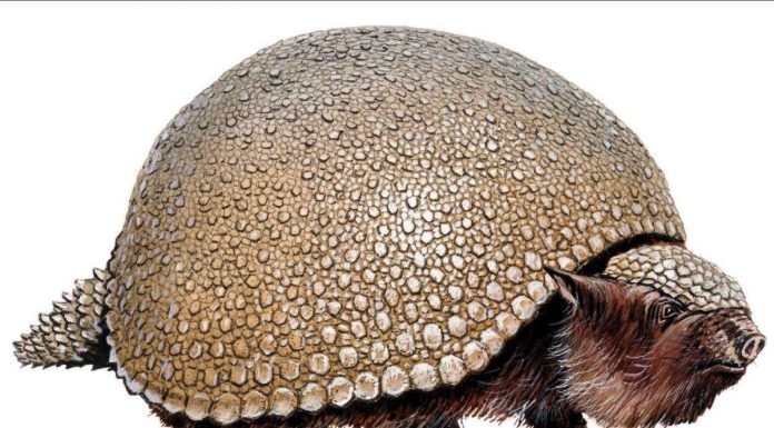 Bio-Inspiration: Paléontologie Comme Source D’Innovation Bio-Inspiration: Paléontologie Comme Source D'Innovation