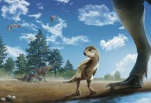 Doolysaurus, Bébé Dinosaure Coréen Doolysaurus, Bébé Dinosaure Coréen