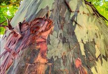 Sauver le Pernambouc Sans Perdre L’Archet Sauver le Pernambouc Sans Perdre L'Archet