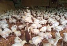 Escroquerie aux faux financements dans l’aviculture Escroquerie aux faux financements dans l'aviculture