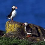 Macareux Rescapés Retourent à l’Atlantique Après Hécatombe Macareux Rescapés Retourent à l'Atlantique Après Hécatombe