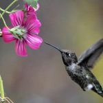 Nectars Floraux Contenant de l’Alcool Consommés par Abeilles Nectars Floraux Contenant de l'Alcool Consommés par Abeilles