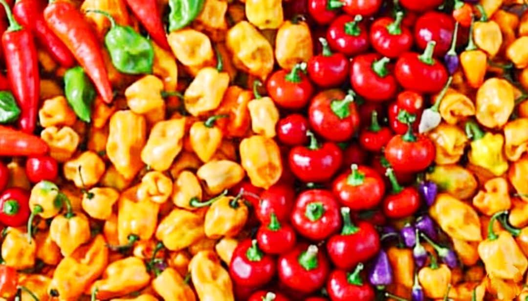 Canicule et consommation modérée de piment recommandée Canicule et consommation modérée de piment recommandée