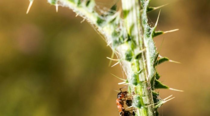 Troisième Foyer de Fourmis Électriques dans le Var Troisième Foyer de Fourmis Électriques dans le Var