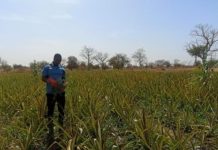 Moussa Dakouré, jeune agriculteur face au climat Moussa Dakouré, jeune agriculteur face au climat